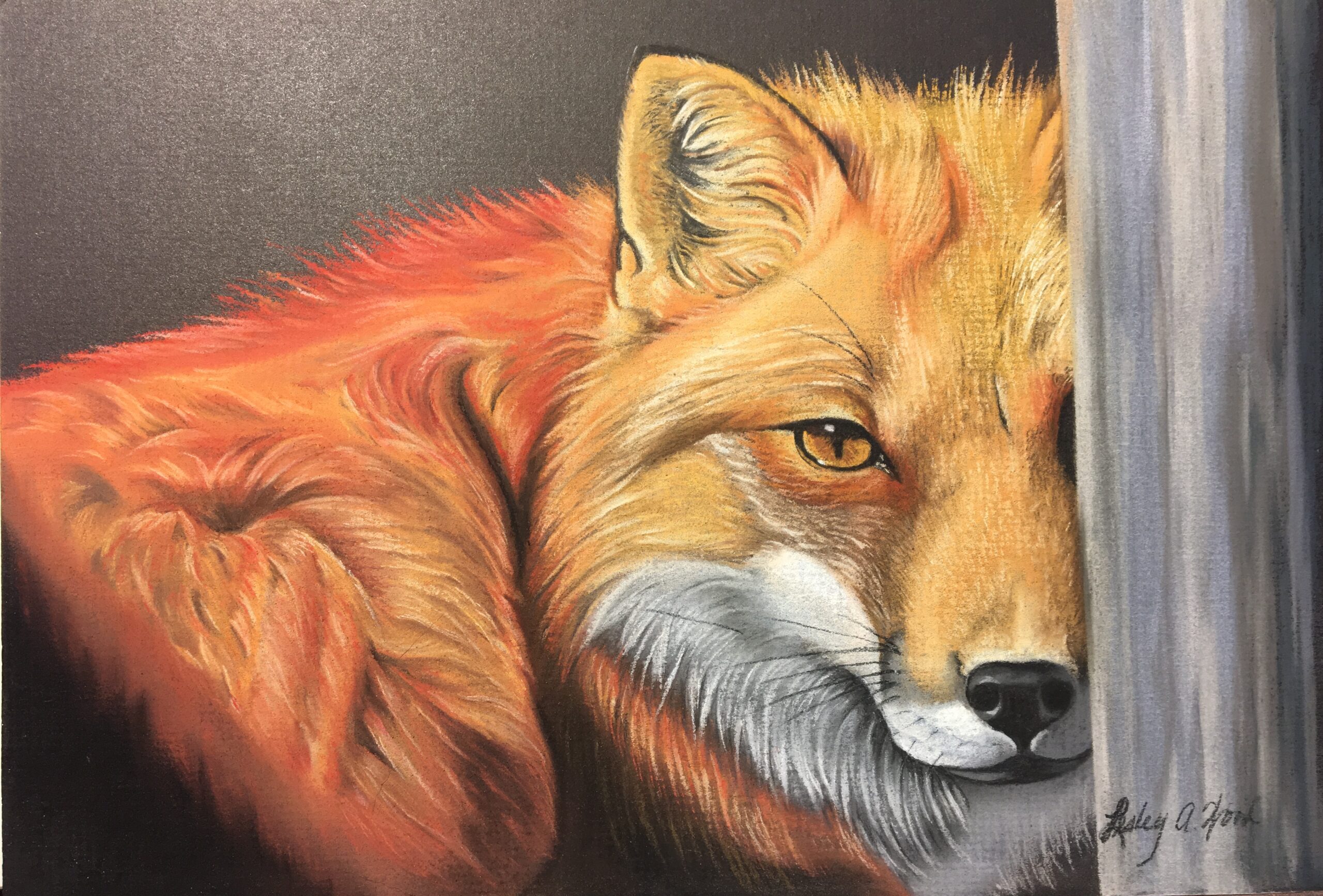 Red Fox