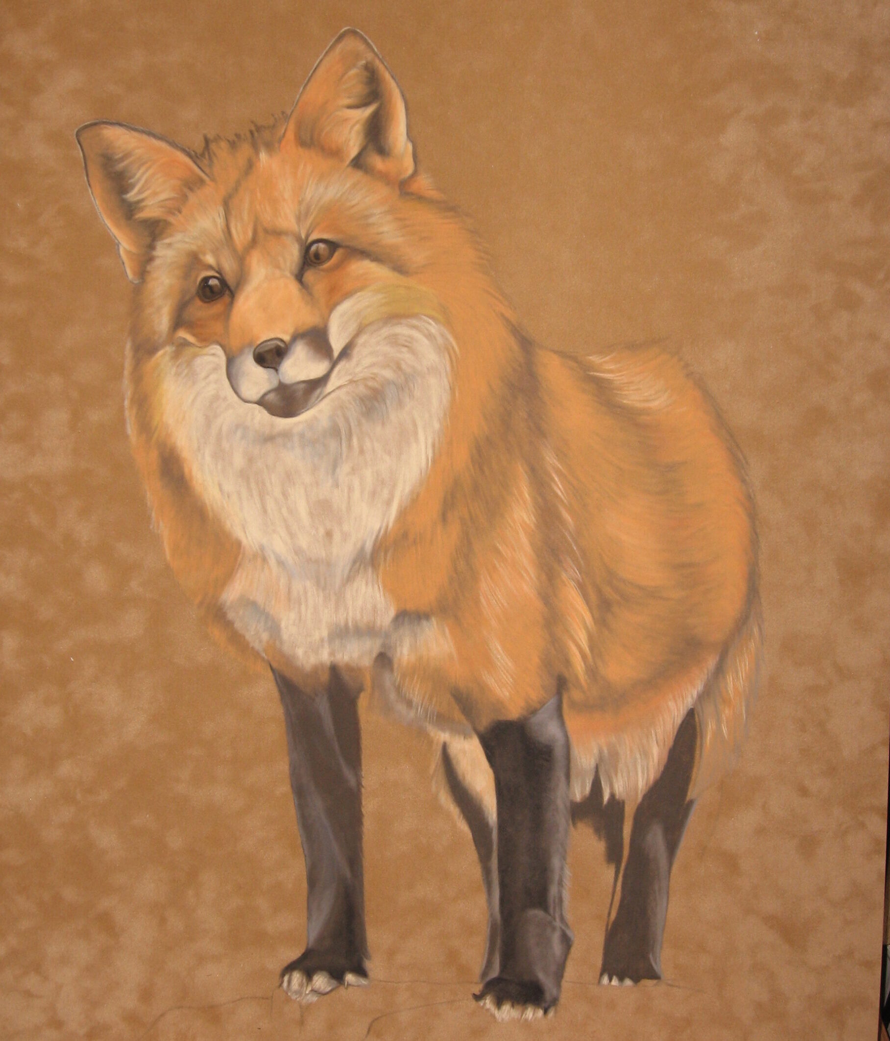 Red Fox standing