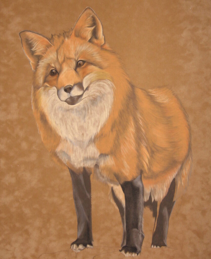 Red Fox standing