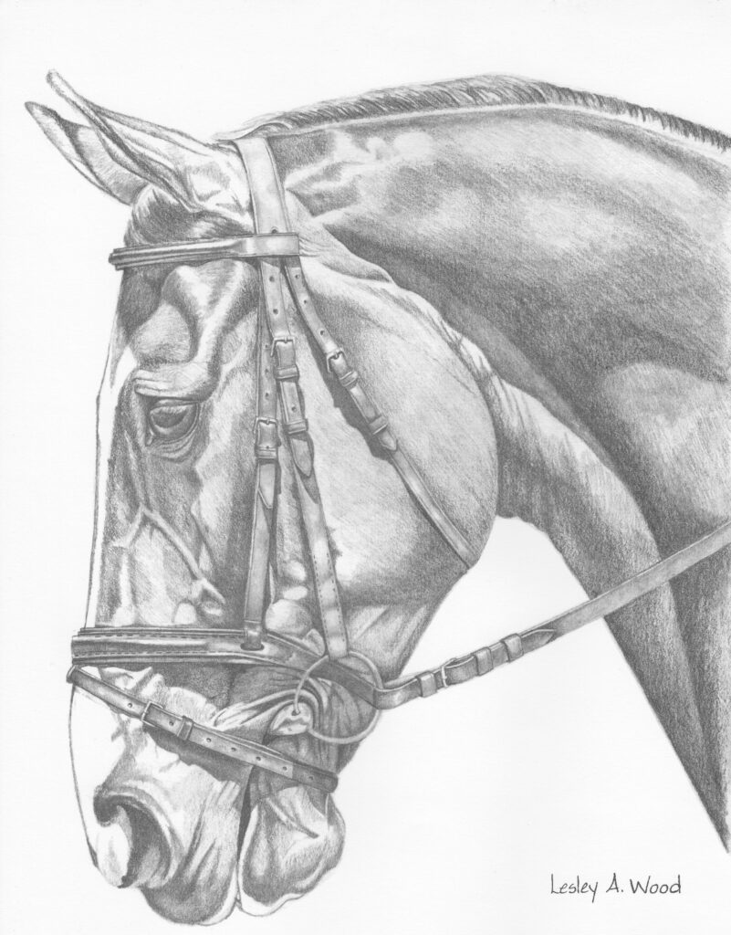 Dressage Horse Sketch