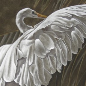 Egret