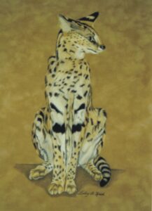 "Duma", Serval, Private Collection of Marty & Kyle Woolfolk