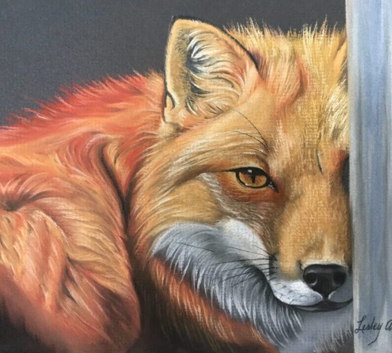 Red Fox