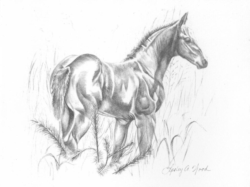 Foal Sketch