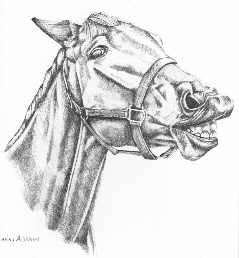 Laughing Horse pencil sketch