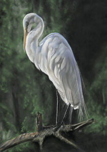 Great Egret