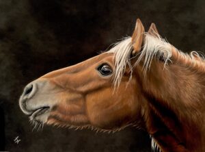 Haflinger, Pastel