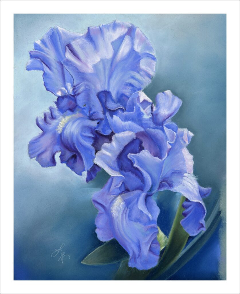 Purple Iris, 8x10"