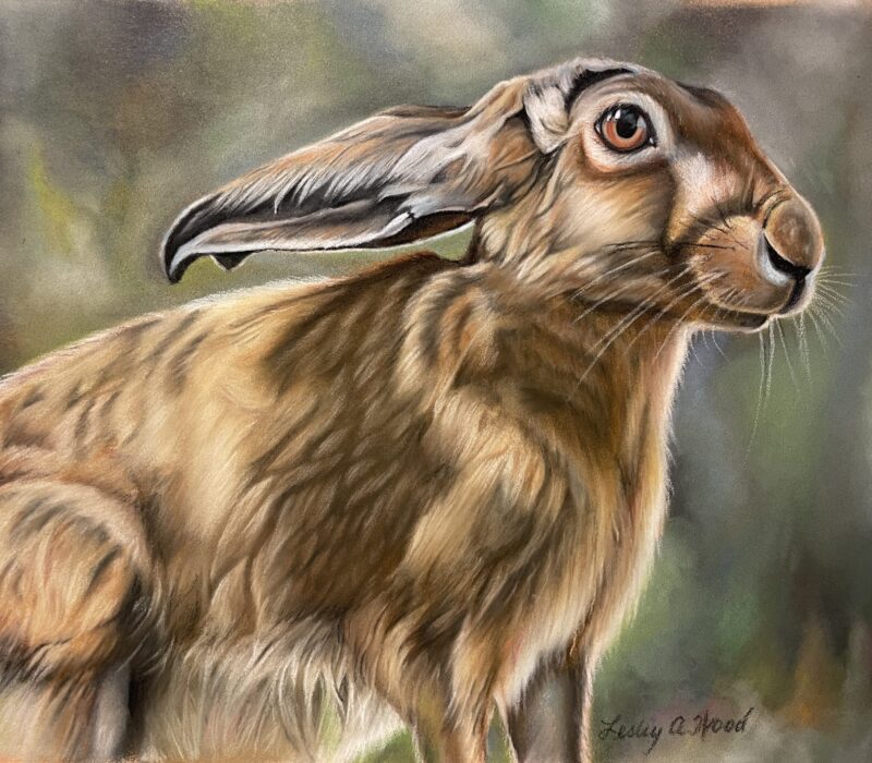 Hare, Leveret, pastel