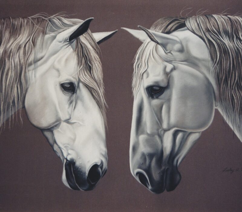 Andalusian & Lipizzaner