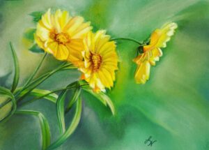 Yellow Cosmos