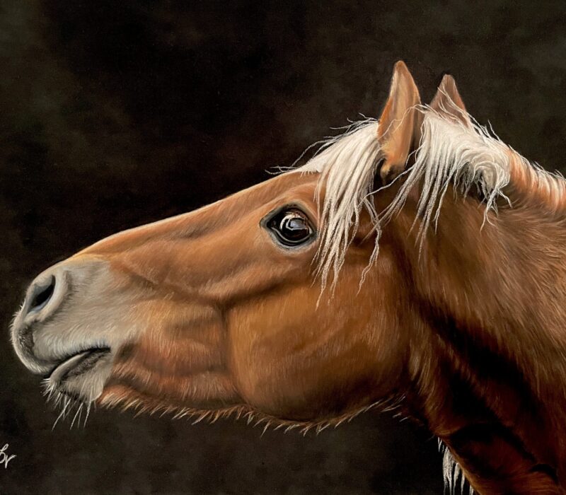 Haflinger Pony, Pastel